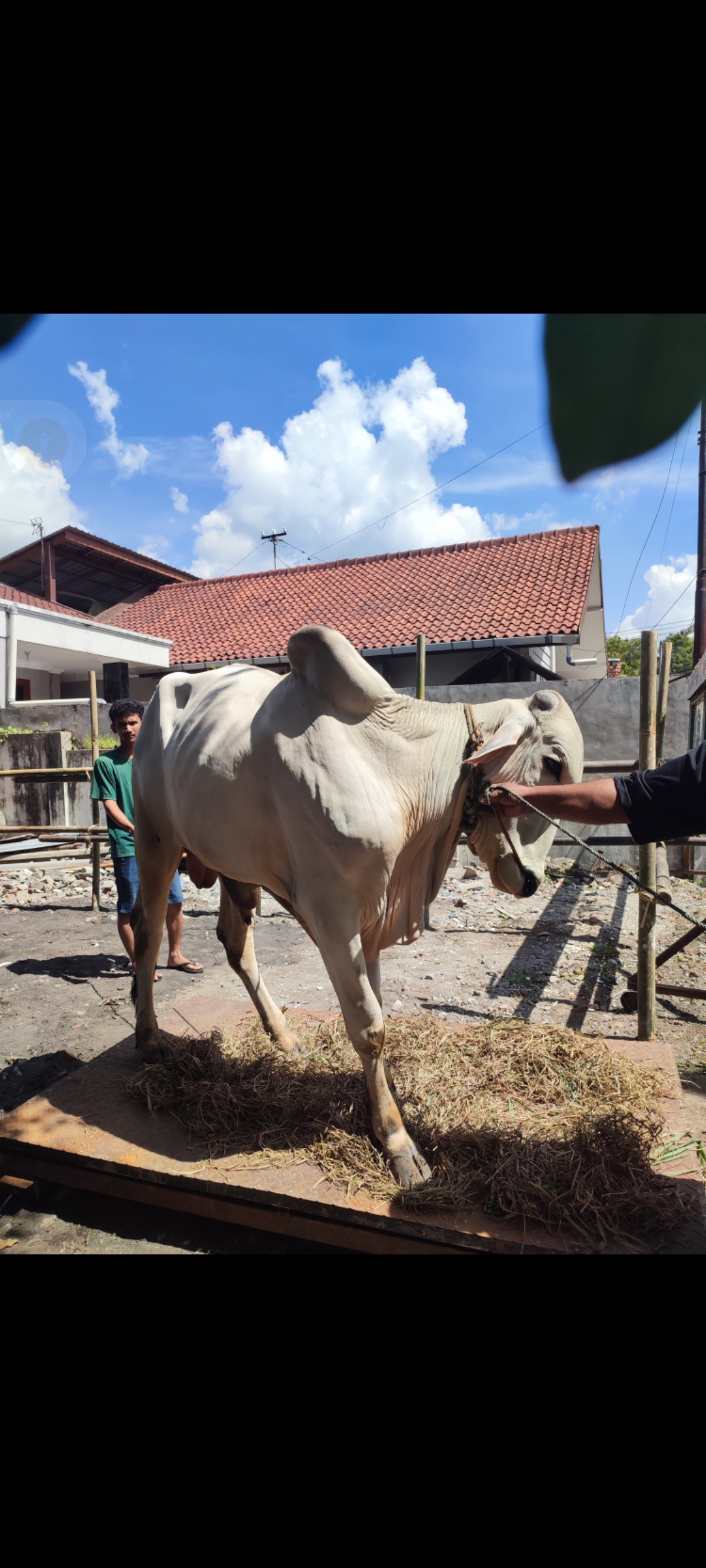 08 bapak